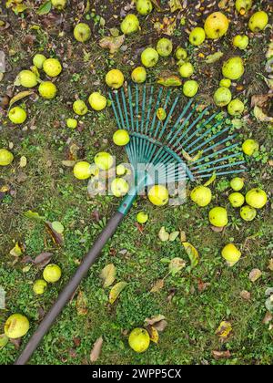 Un rastrello verde giace sul prato con mele giallo-verdi, raccolta delle mele, tempo di raccolta, giardinaggio Foto Stock