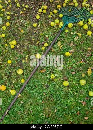 Un rastrello verde giace sul prato con mele giallo-verdi, raccolta delle mele, tempo di raccolta, giardinaggio Foto Stock