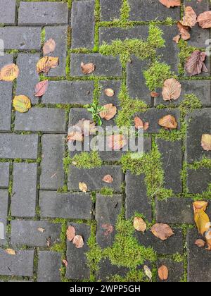 Pietre di pavimentazione ricoperte di muschio e foglie autunnali nella stagione autunnale di ottobre Foto Stock
