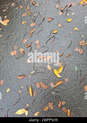 Strada bagnata con foglie su asfalto a causa della pioggia Foto Stock