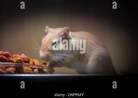 Gerbil mongolo (Meriones unguiculatus) - animale domestico roditore Foto Stock