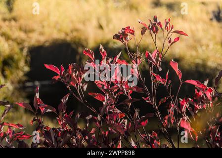 Tre che cambiano colore in autunno al Lundy Canyon, California Foto Stock