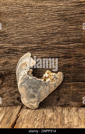 Cuore fatto di conchiglia su sfondo di legno, natura morta Foto Stock