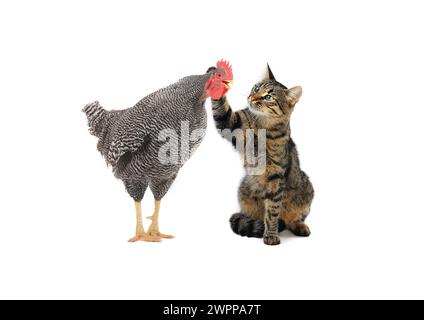 il gatto stirerà un gallo su uno sfondo bianco Foto Stock