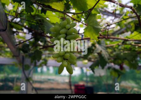 Primo piano di uva verde, Vitis vinifera, appesa al suo ramo d'albero. Uva appesa. Foto Stock