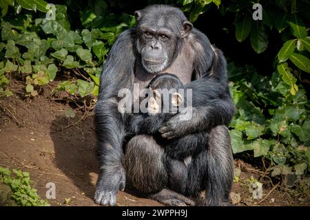 Famiglia di scimpanzé Foto Stock