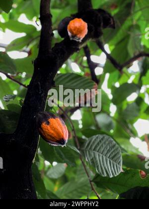 Primo piano di baccelli di cacao gialli che crescono su un albero Foto Stock