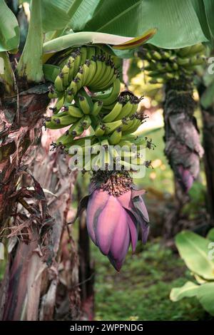 Banana Plant, Musa SP., Musaceae. Doka Coffee Estate, Costa Rica. Foto Stock