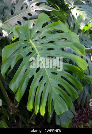 Swiss Cheese Plant, Monstera deliciosa, Araceae. Costa Rica. Foto Stock