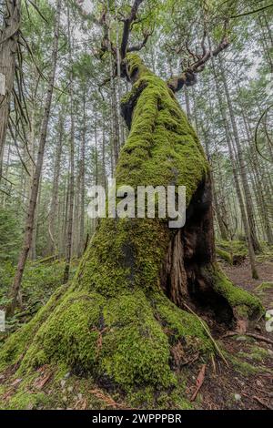 Il Giant Arbutus Tree nel Mount Park Regional Park sull'isola di Mayne nella Columbia Britannica, Canada. Foto Stock