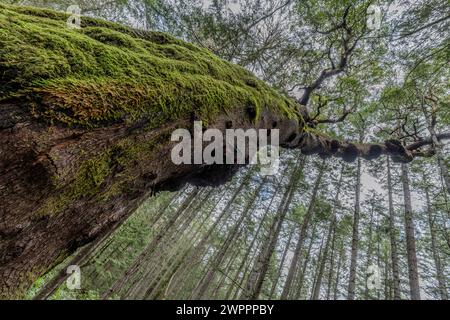 Il Giant Arbutus Tree nel Mount Park Regional Park sull'isola di Mayne nella Columbia Britannica, Canada. Foto Stock