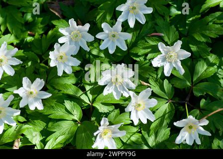 Gruppo di anemoni in legno fiorito in natura in primavera. Foto Stock