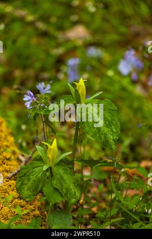 Trillium giallo al White Oak Sink in primavera Foto Stock