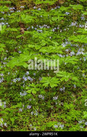 Phlox e Mayapple al White Oak Sink in primavera Foto Stock