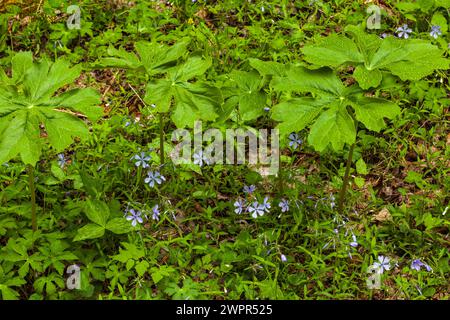 Phlox e Mayapple al White Oak Sink in primavera Foto Stock