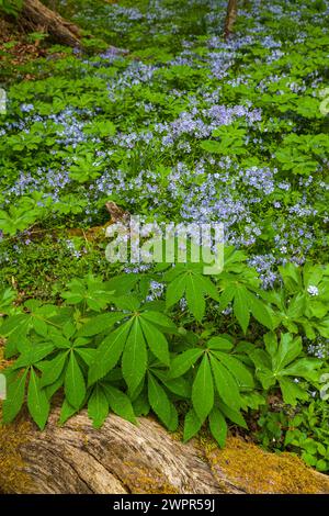 Phlox e Mayapple al White Oak Sink in primavera Foto Stock