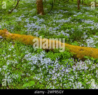 Phlox e Mayapple al White Oak Sink in primavera Foto Stock