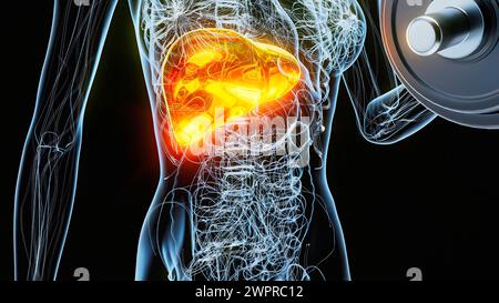 Donna che fa dei ricci bicipali, illustrazione. Il suo fegato è evidenziato. Foto Stock