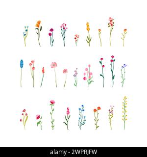 Fiori e steli delicati. Grandi elementi botanici. Fiori selvatici, erbe con fogliame. Giardino di raccolta, fogliame selvatico e rami. illustrazione isolata su sfondo bianco. Illustrazione Vettoriale