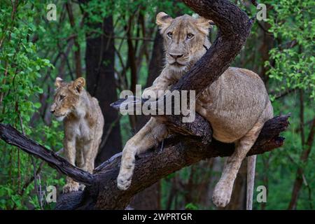 Giovane Leone maschio (Panthera leo) che riposa sul ramo morto di un albero nel Parco Nazionale Luangwa meridionale, Zambia Foto Stock