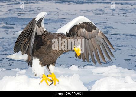 Un adulto Steller's Sea Eagle (Haliaeetus pelagicus) sul ghiaccio marino al largo di Rausu, Hokkaido, Giappone. Foto Stock
