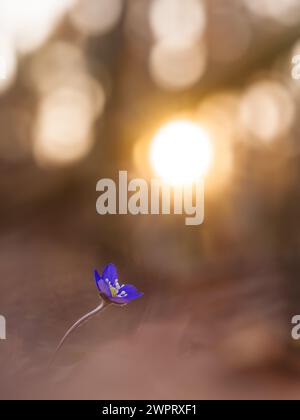 Un unico fiore di epatica si distingue per i suoi vibranti petali viola in mezzo a una messa a fuoco morbida, crogiolandosi nella calda luce del sole tramontare nel bosco svedese Foto Stock