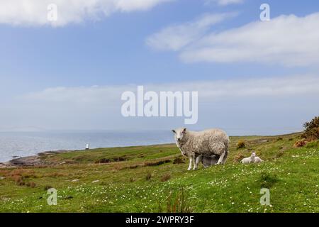 Sulla pittoresca costa dell'Highland Council, in Scozia, una pecora e il suo agnello pascolano pacificamente con un faro e il profilo nebbioso delle isole nel Foto Stock