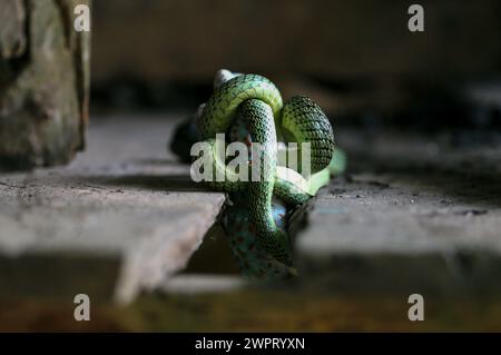 Nakhon Sawan, Thailandia. 9 marzo 2024. Un geco sta combattendo con un serpente verde nel giardino della provincia di Nakhonsawan, a nord di Bangkok, Thailandia. Credito: SOPA Images Limited/Alamy Live News Foto Stock