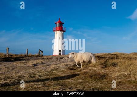 Lighthouse List Ost con pecora singola, Ellenbogen, Sylt, Germania Foto Stock