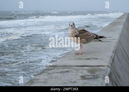 Grande gabbiano con il dorso nero che poggia sul muro lungo il mare del nord. Foto Stock