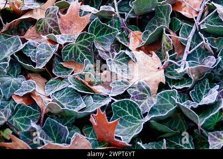 Ivy, parte con hoarfrost, inverno, Germania Foto Stock