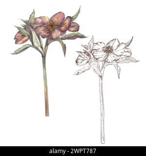 Alesaggio a forma di fiore primaverile, dipinto a mano in acquerello e grafica su sfondo bianco. Illustrazione botanica in stile retrò. Rosa invernale, Natale Foto Stock