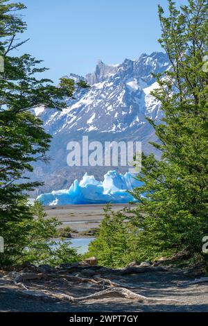 Foresta lungo il fiume con vista sull'iceberg sul Lago Grey, il Parco Nazionale Torres del Paine, il Parque Nacional Torres del Paine, la Cordillera del Paine, le Torri di Foto Stock