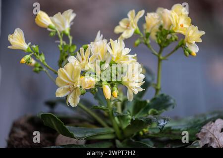 Bitterroot (Lewisia cotiledone), Emsland, Bassa Sassonia, Germania Foto Stock