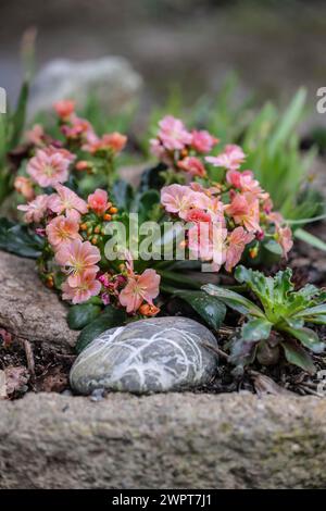 Bitterroot (Lewisia cotiledone), Emsland, Bassa Sassonia, Germania Foto Stock