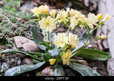 Bitterroot (Lewisia cotiledone), Emsland, Bassa Sassonia, Germania Foto Stock