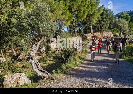 Gruppo di escursionisti che camminano su un sentiero fiancheggiato da alberi e muri di pietra, tour escursionistico da Estellences a Banyalbufar, Maiorca Foto Stock