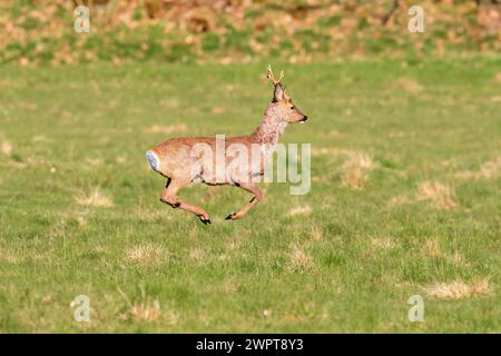 Roe Deer buck (Capreolus capreolus) saltando con tutte le gambe in aria su un prato erboso in primavera Foto Stock