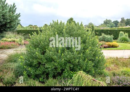 Bog myrtle (Myrica Gale), Germania Foto Stock