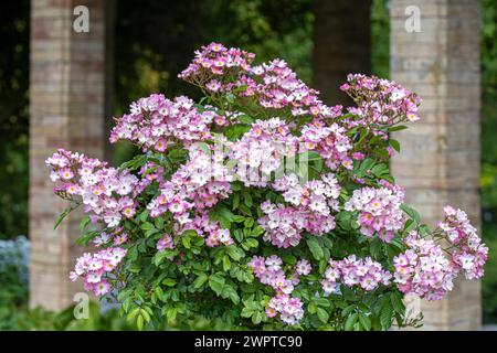 Ground Cover Rose (Rosa "Ballerina"), Mainau Island, Germania Foto Stock