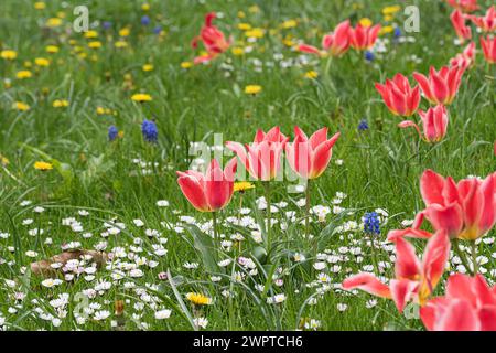 Tulip (Tulipa greigii 'Pinocchio'), Treptower Park, Germania Foto Stock