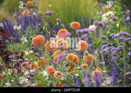 Ball dahlia (Dahlia 'Sylvia'), State Garden Show 2012, Loebau, Sassonia, Germania Foto Stock