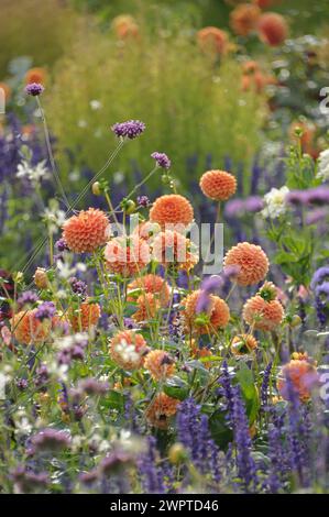 Ball dahlia (Dahlia 'Sylvia'), State Garden Show 2012, Loebau, Sassonia, Germania Foto Stock