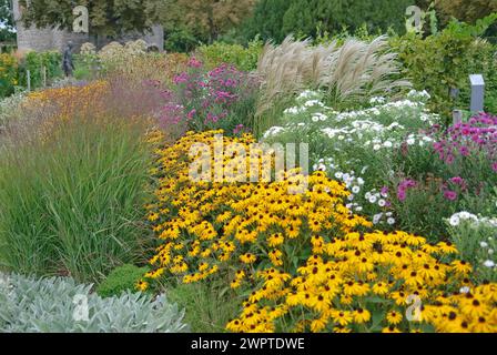 Coneflower, coneflower (Rudbeckia fulgida 'Goldsturm'), erbacce giapponesi (Imperata cylindrica 'Rotstrahlbusch'), canne cinesi (Miscanthus Foto Stock