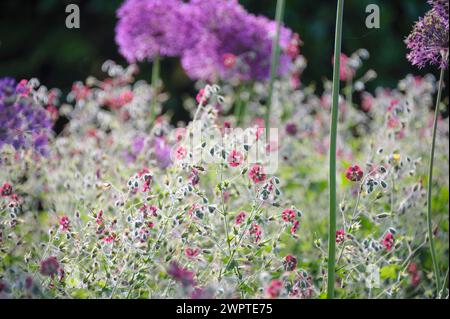 Dusky Crane's-Bill (Geranium phaeum), Globe Leek (Allium aflatunense), an den Dorfwiesen 9, Sassonia, Germania Foto Stock