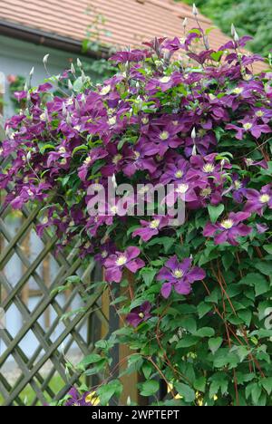 Clematis a fiore grande (Clematis 'The Vagabond'), 81 Foto Stock