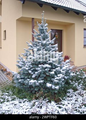 Abete di sughero (Abies lasiocarpa 'Argentea'), Sassonia, Germania Foto Stock