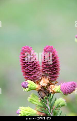 Abete conico nano (Picea abies 'Pusch'), fiore femminile, Blumenhof Droessler, Jagsal, Brandeburgo, Germania Foto Stock