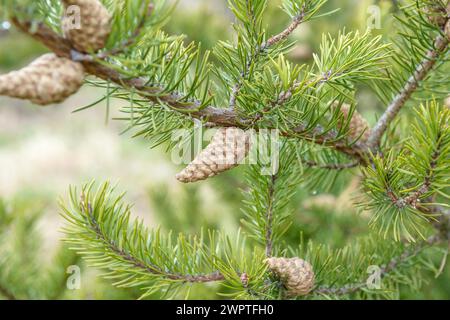 Banks' Pine (Pinus banksiana), Tharandt Forest Park, Tharandt, Sassonia, Germania Foto Stock