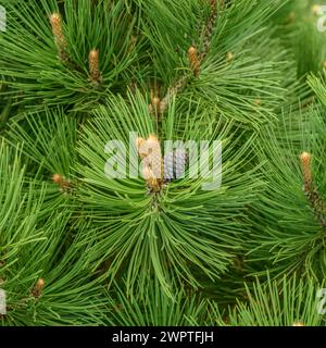 Pino in pelle di serpente (Pinus heldreichii 'Malinki'), Rhodo 2014, Westerstede, bassa Sassonia, Germania Foto Stock